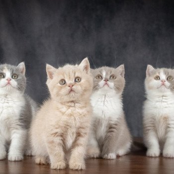chaton British Shorthair cream WINNY Chatterie Le Domaine de Phyr