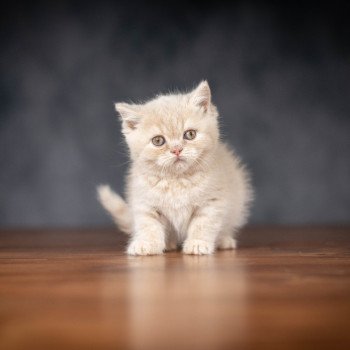 chaton British Shorthair cream WINNY Chatterie Le Domaine de Phyr