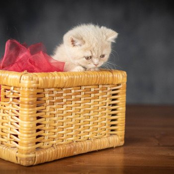 chaton British Shorthair cream WINNY Chatterie Le Domaine de Phyr