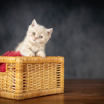chaton British Shorthair cream WINNY Chatterie Le Domaine de Phyr