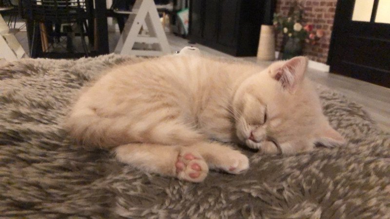 WINNY Du Domaine de Phyr Mâle British Shorthair