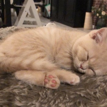 chaton British Shorthair cream WINNY Chatterie Le Domaine de Phyr