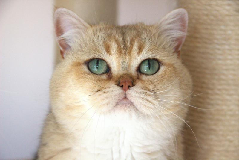 Yu Bao Mâle British Shorthair