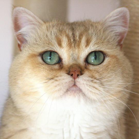 Yu Bao Mâle British Shorthair