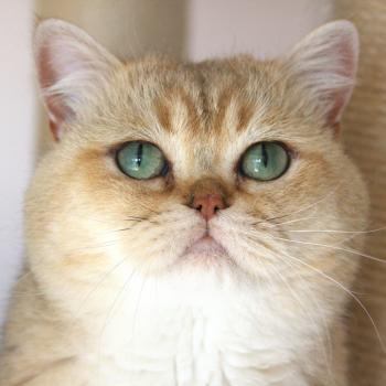 chat British Shorthair black golden shaded Yu Bao Chatterie Le Domaine de Phyr