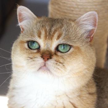 chat British Shorthair black golden shaded Yu Bao Chatterie Le Domaine de Phyr