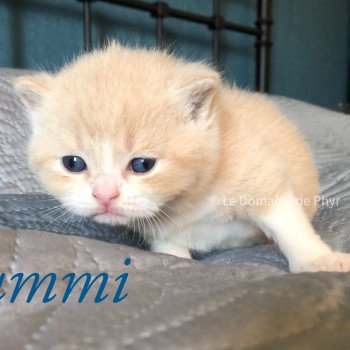 chaton British Shorthair cream Yummi du Domaine de Phyr Chatterie Le Domaine de Phyr