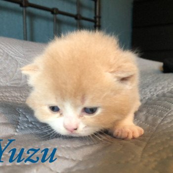 chaton British Shorthair cream Yuzu du Domaine de Phyr Chatterie Le Domaine de Phyr