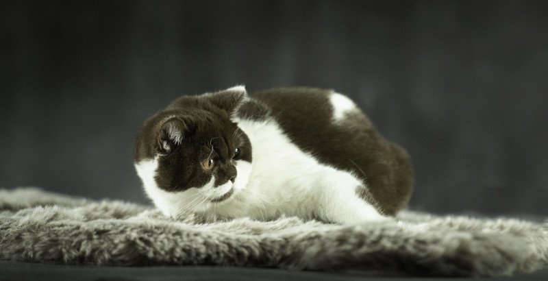 Aria Femelle British Shorthair