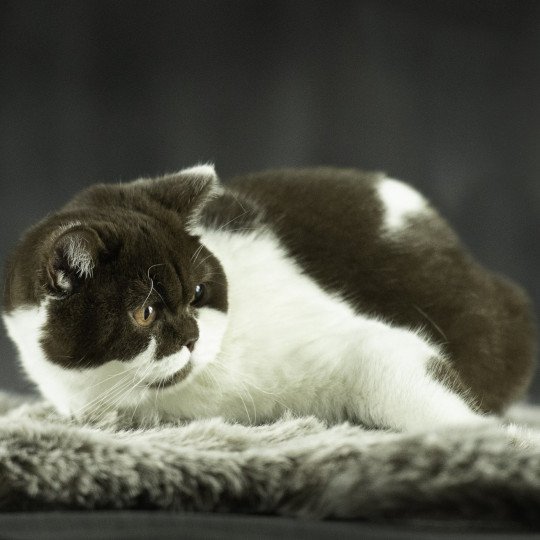 Aria Femelle British Shorthair