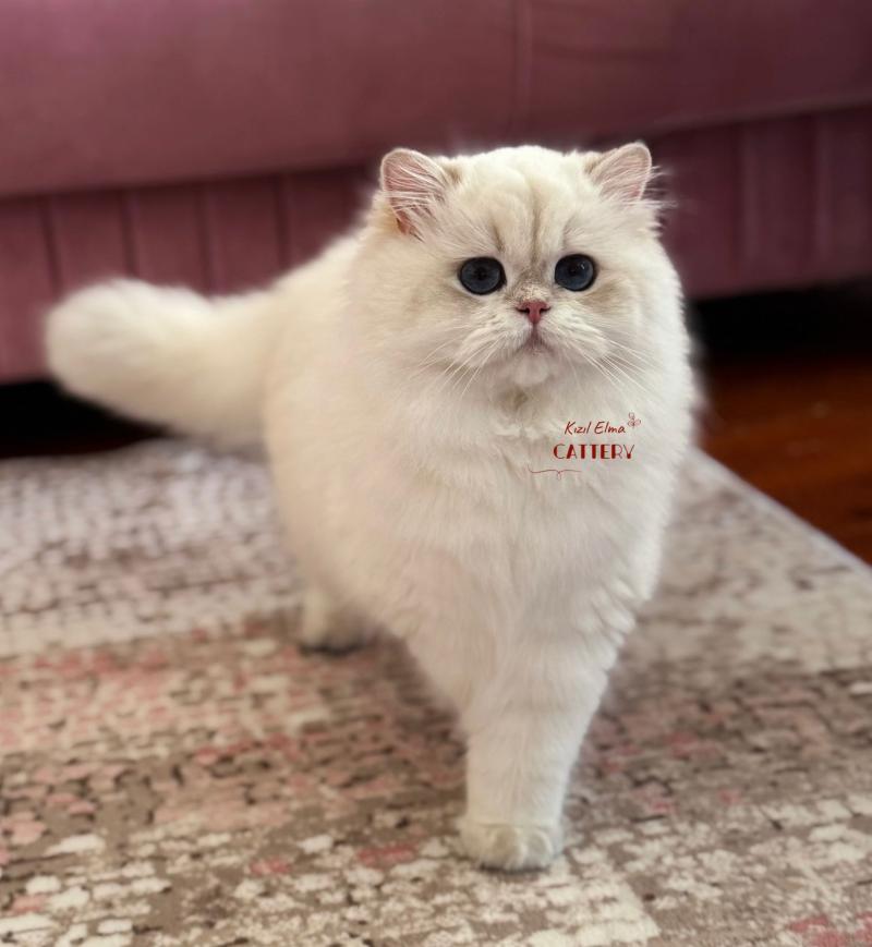 Hürrem Femelle British Longhair