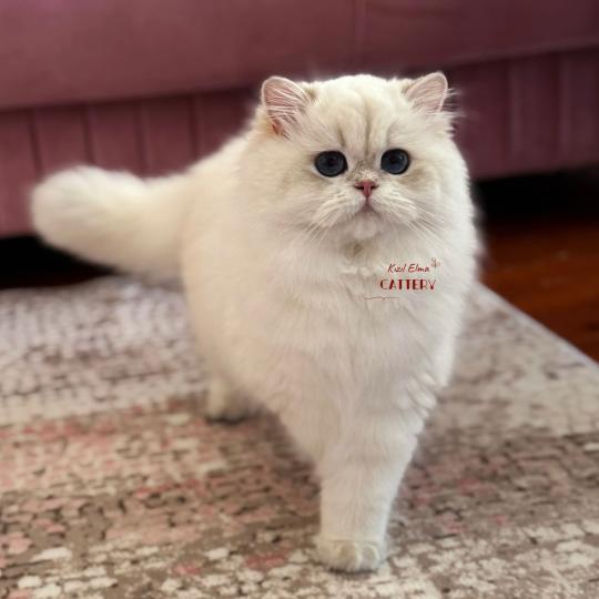 Hürrem Femelle British Longhair
