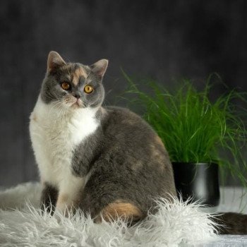 Mariage Zazzy ❤ Trésor